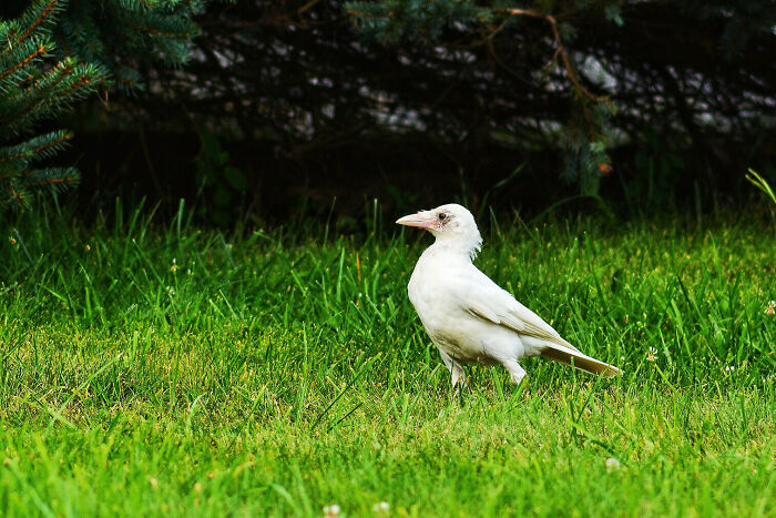 White crow walking in the grass