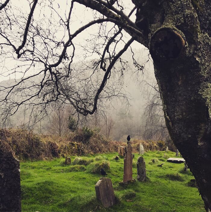 Crow standing on grave
