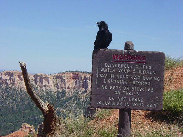 Crow standing on warning sign