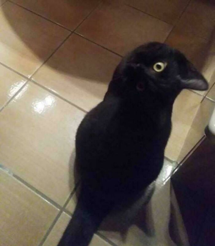 Cat looking like crow