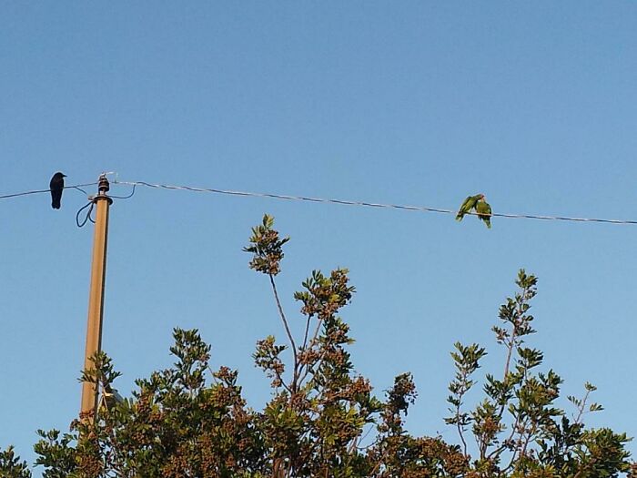 Crow alone standing on electric wires