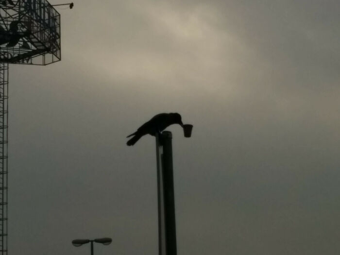 Crow standing and holding coffee cup