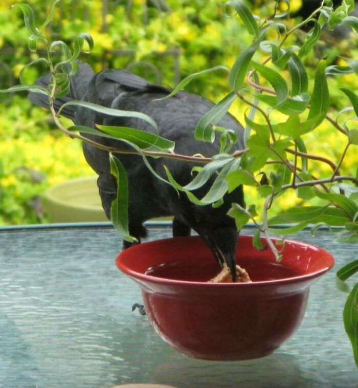 Crow eating from red bowl