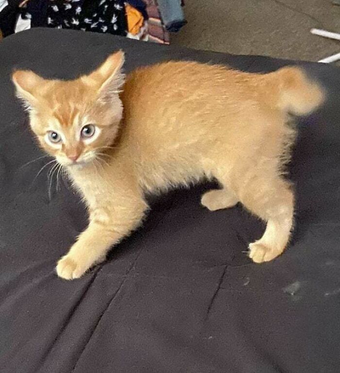 a red kitten on the bed