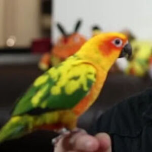 huntercommodore avatar