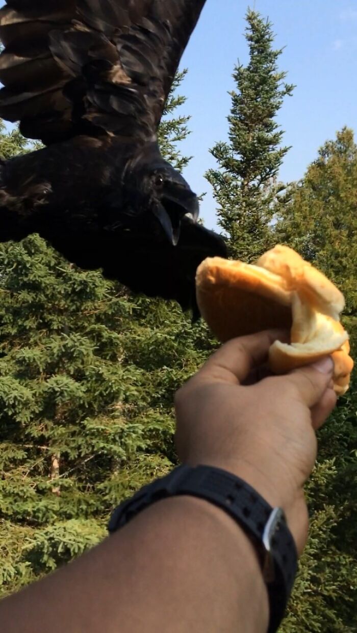 Crow flies and takes donut from hand