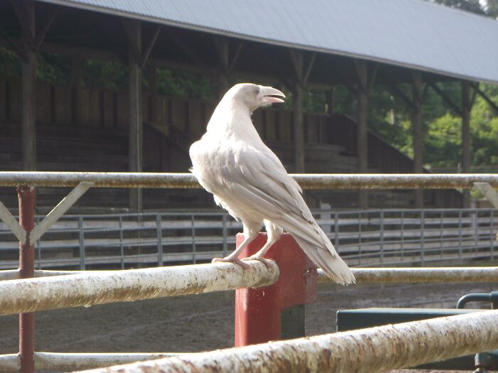 White crow standing on fence