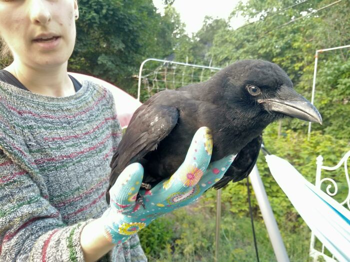 Woman holding injured crow