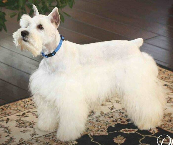 Client Requested This Cut. It Was So Freaking Difficult To Do A Schnauzer Cut The "Wrong" Way