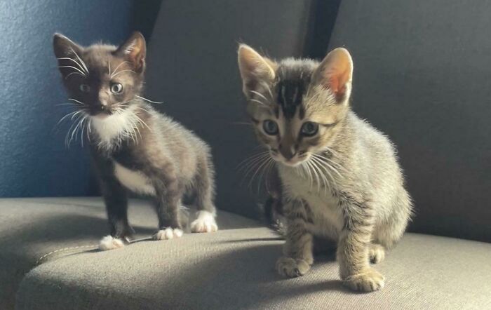 Introducing Gumbo And Chowder