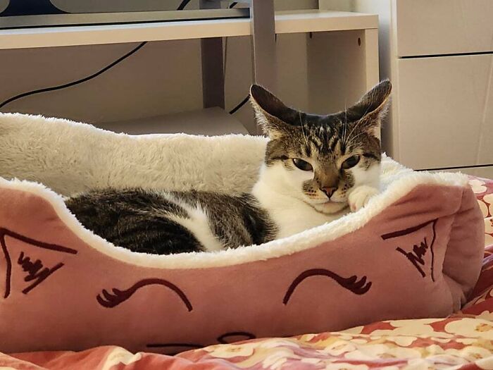 the cat lying in the cat bed