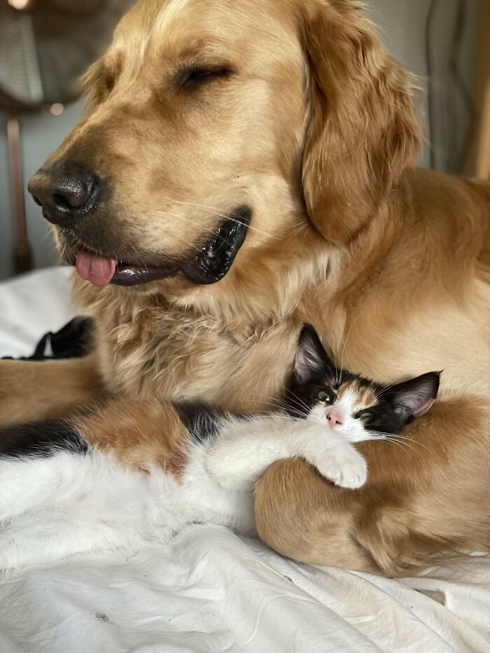 Rescued A New Kitten.. Pupper Approves