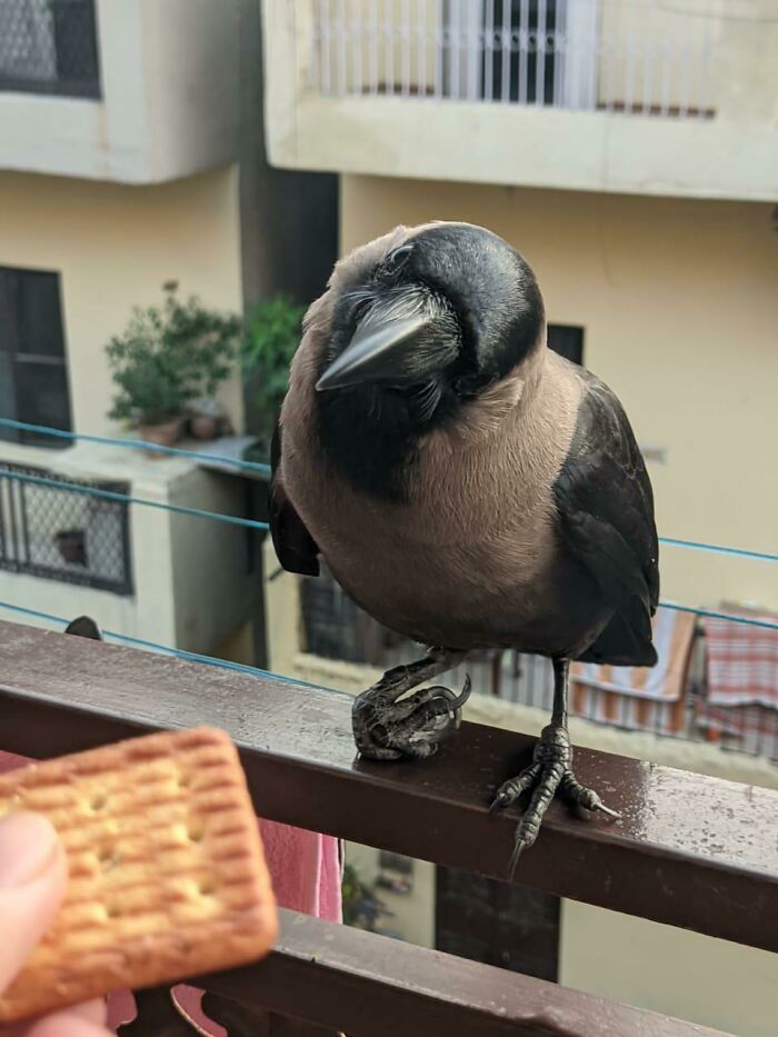 Dar brown and black crow looking at cookie