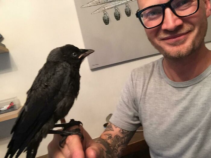 Baby crow on the person hand