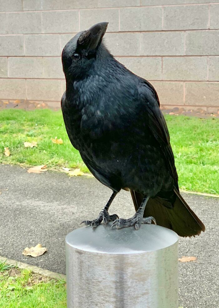 Black crow looking