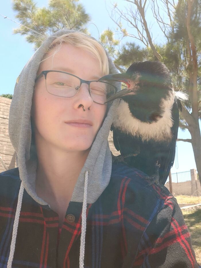 Crow trying to take glasses from person