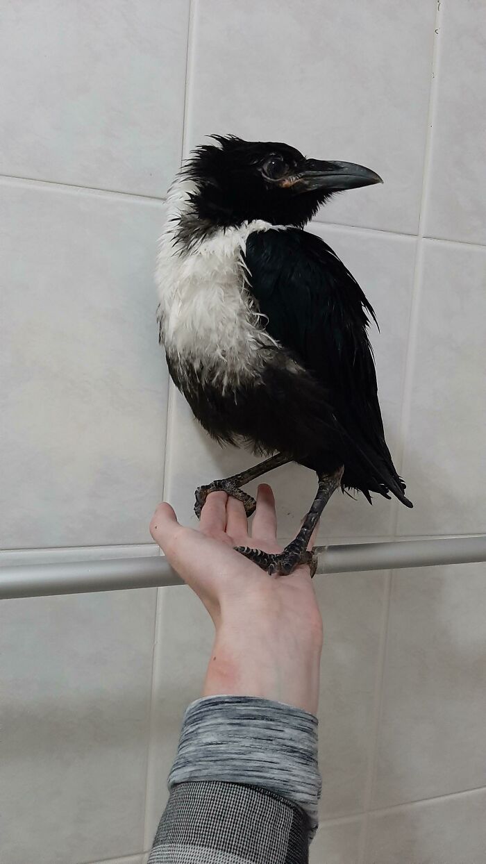 Person holding white and black crow