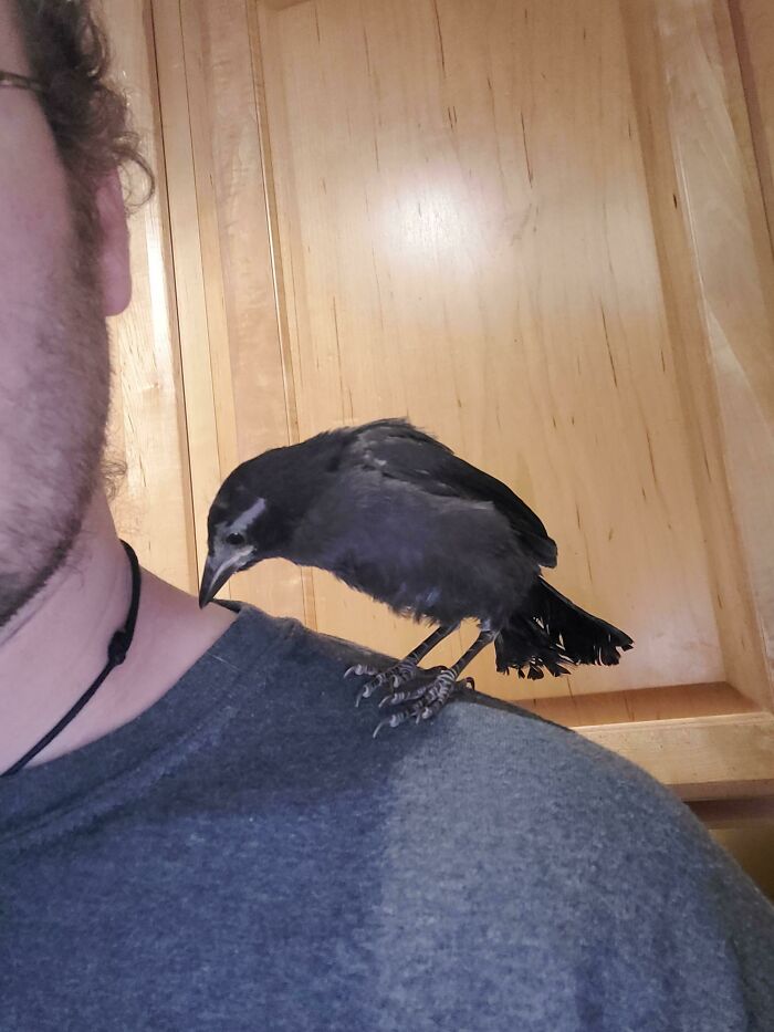 Person with crow on shoulder