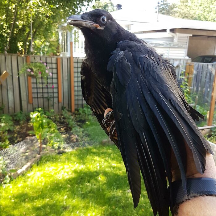 Person holding crow