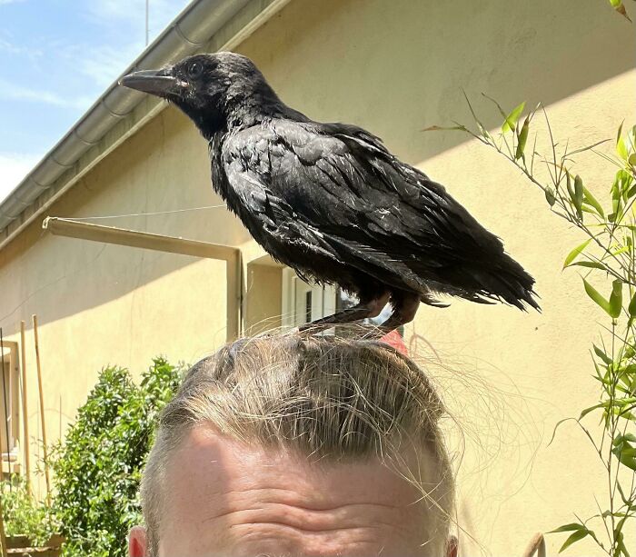 crow standing on person head