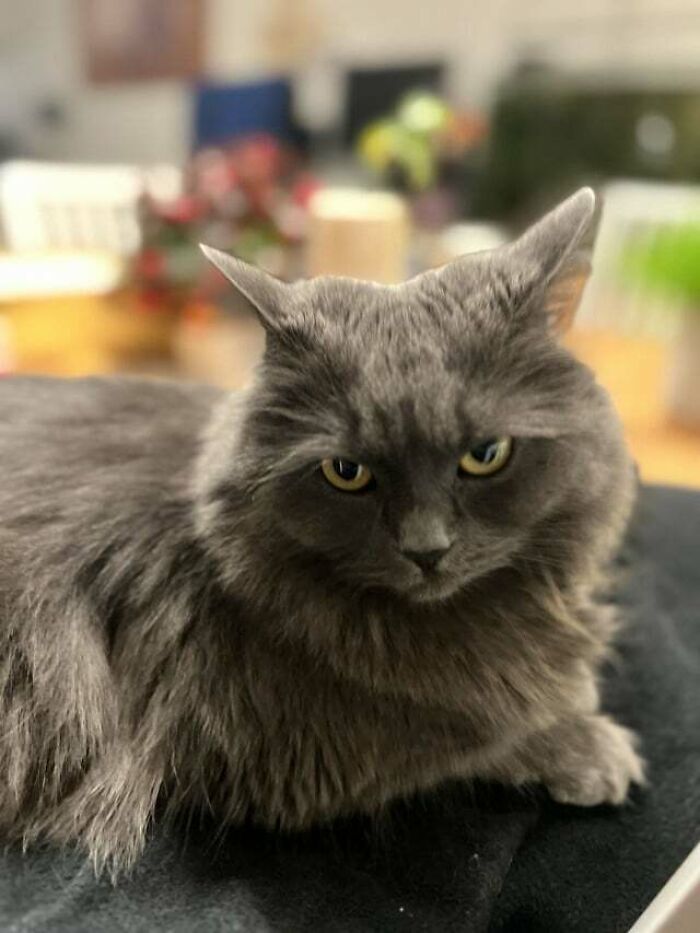 Yuki Is Not Amused About The Humans