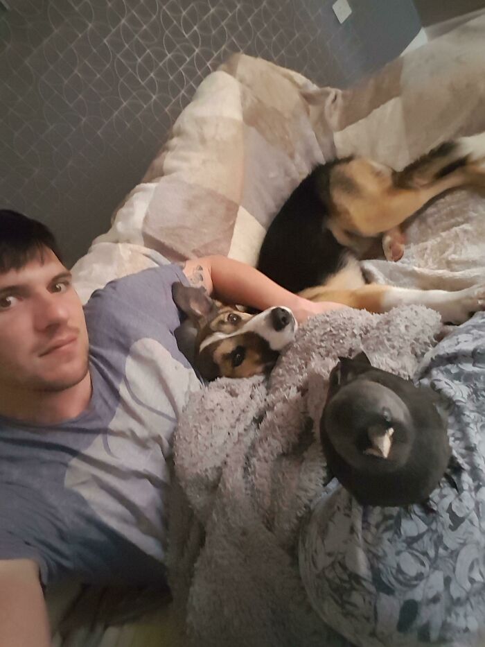 Man lying with dog and crow in bed