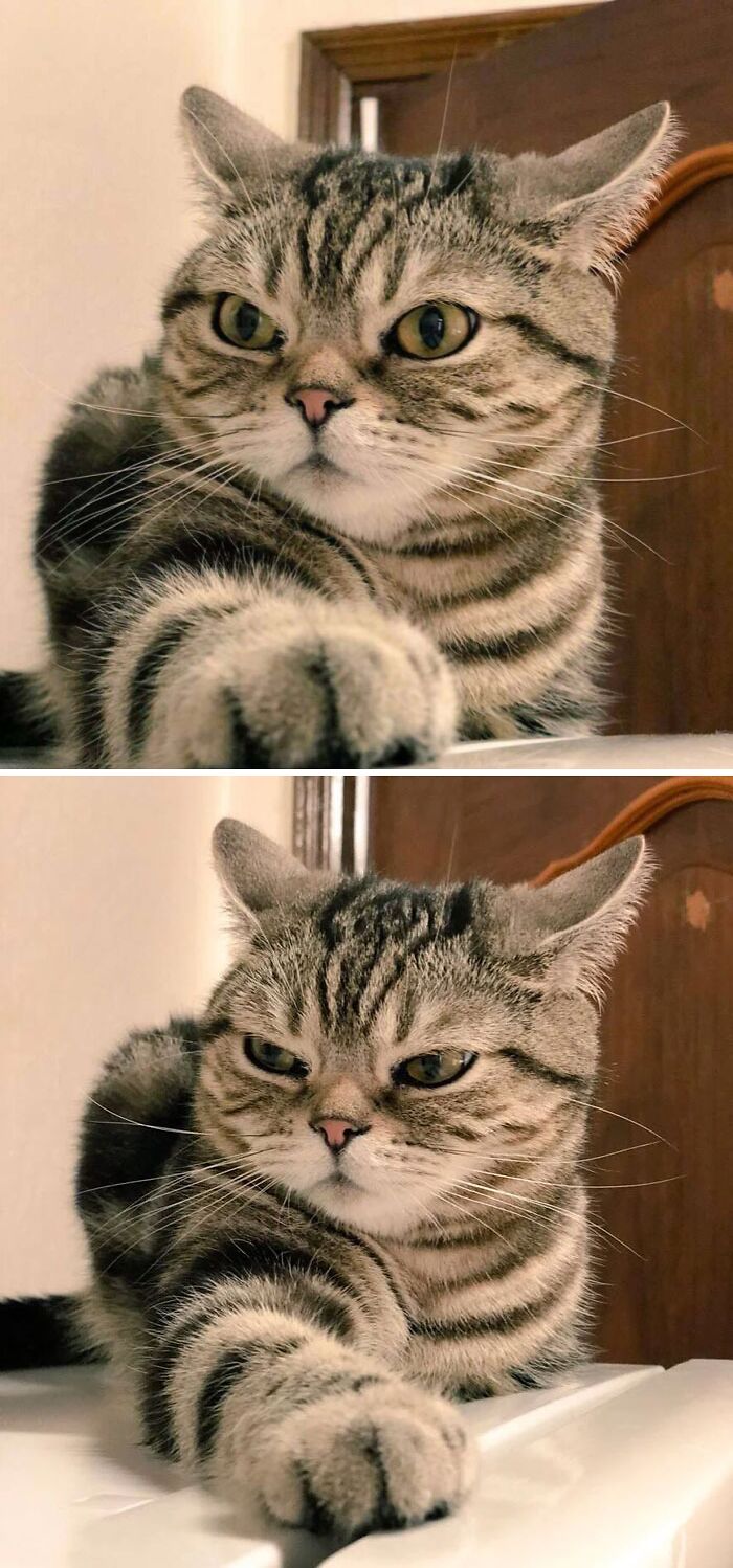 close-up a grey cat with an extended paw