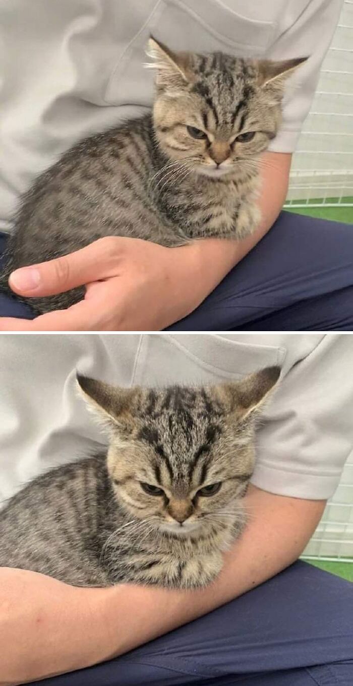 a kitten on the man's hand