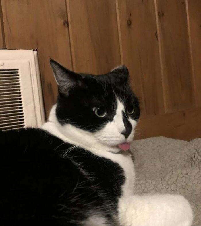 a black and white cat lying with putting out his tongue