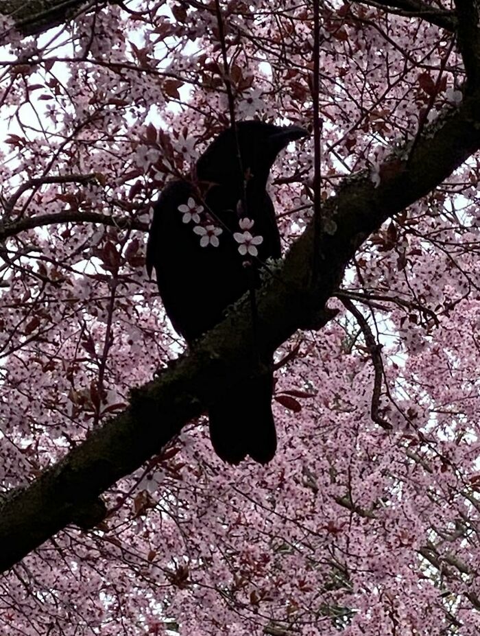 Crow in tree with pink blossoms