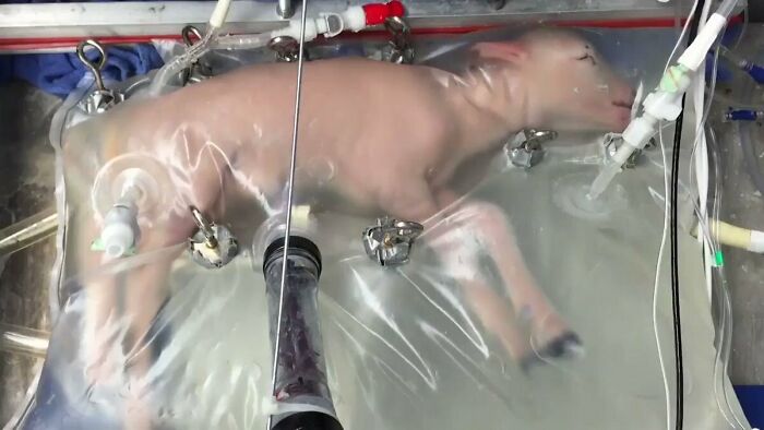 First Lamb Grown In An Artificial Womb
