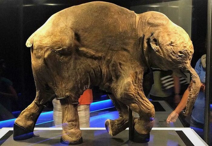 Scientists Have Successfully Reanimated Cells From A Woolly Mammoth 28,000 Years Old