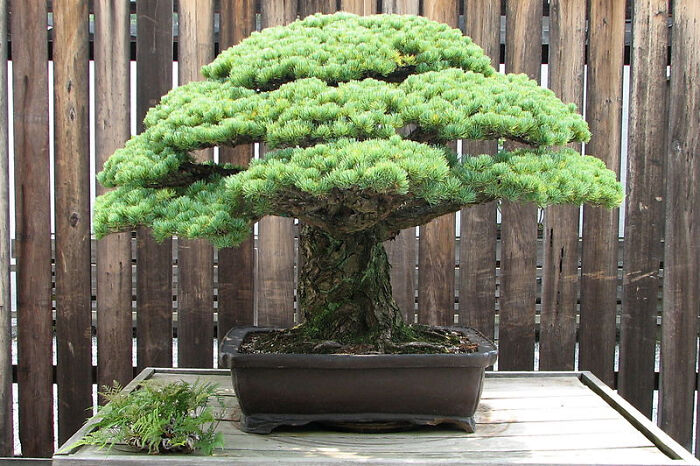 This Bonsai Tree Was Planted In 1625 And Has Lived Through A Lot Of History In It's 400 Years Of Existence. It Survived The Atomic Blast In Hiroshima On August 6, 1945 Even Though It Was Only Two Miles Away At That Time