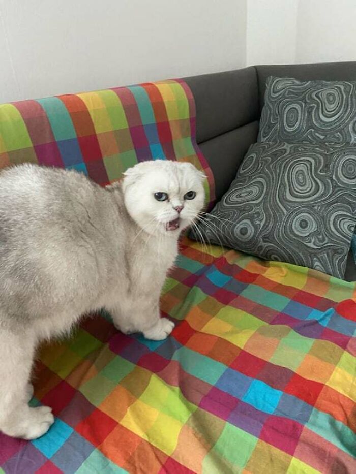 a white cat meowing on the sofa