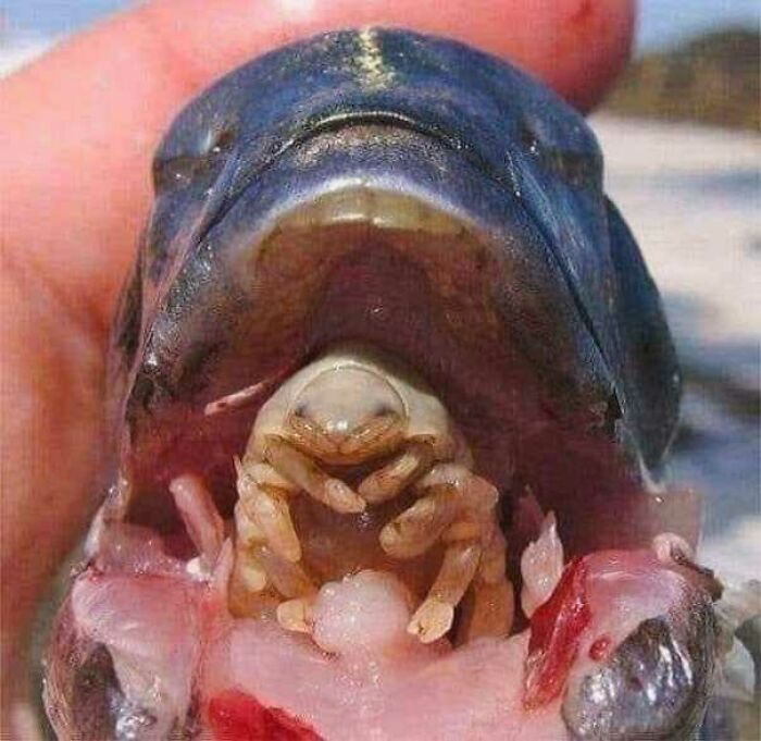 A Parasite Called Cymothoa Exigua. It Enters Through A Fish's Gills, Eat Their Tongue, And Then Replaces It