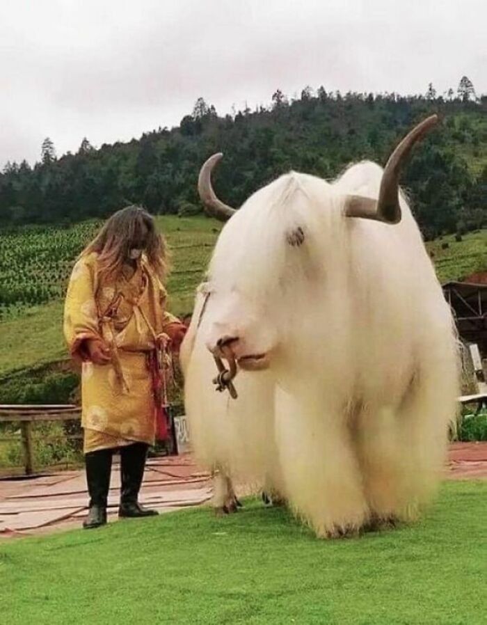 Tibetan White Yak - The Snow White Yak Is The Rarest Color Phase Of Yak In The World. In China And Tibet They Figure Their Numbers To Be Around 3% Of The Population, With The Vast Majority Of Those Residing In Tianzhu Tibet, There Almost All Of Their Yaks Are White!