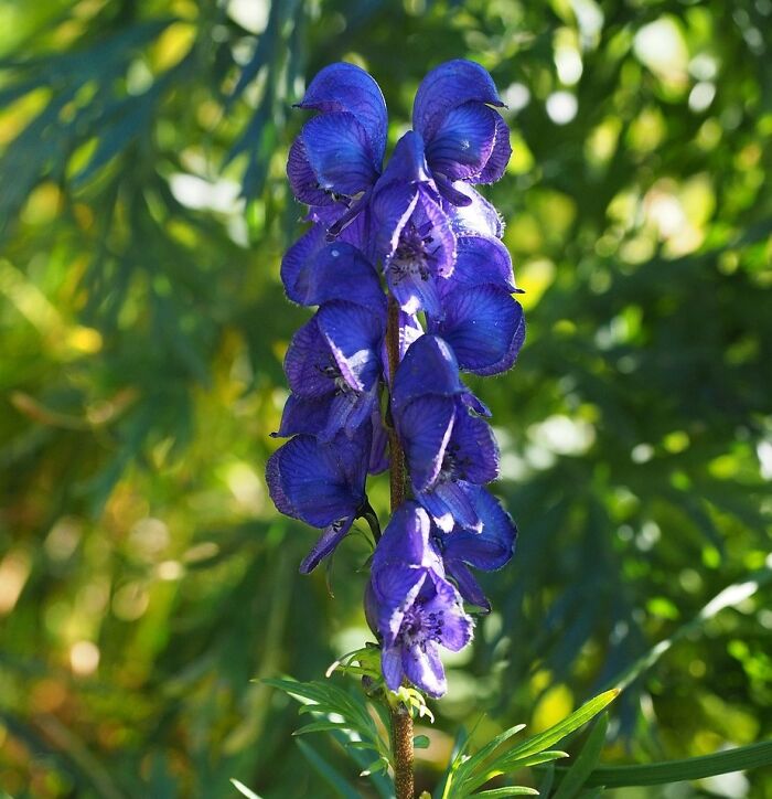 close up view of Aconitum flower