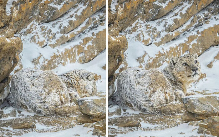 A Snow Leopard In Its Natural Habitat At Spiti Valley, India Appears Flawlessly Camouflaged, Effortlessly Blending Into The Surrounding Environment