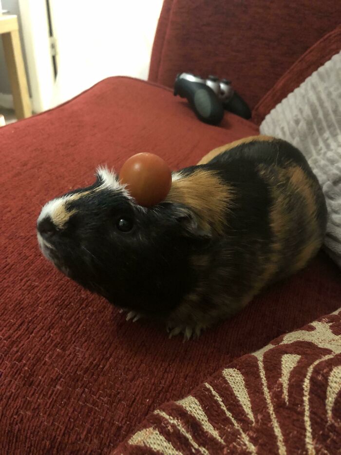 Adopted This Boy Yesterday, His Crest Makes For Perfect Snack Storage