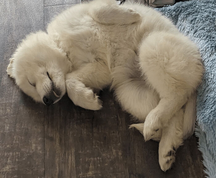 We've Just Adopted A 75% Samoyed Girl - She Sleeps So Gracefully!