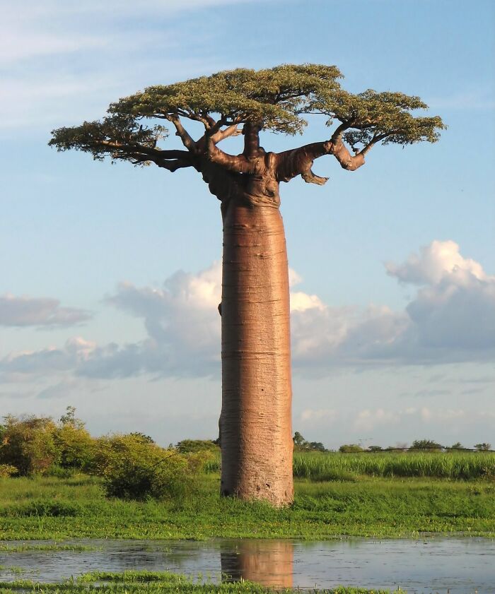 a huge Baobab tree near water