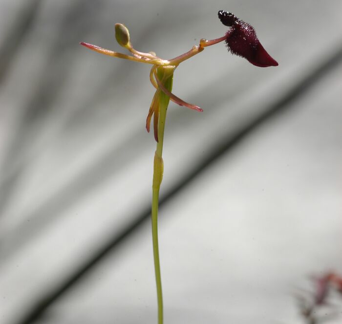 Hammer Orchid (Drakaea Glyptodon)