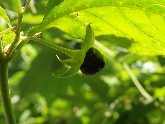 close up view of Atropa Belladonna berry