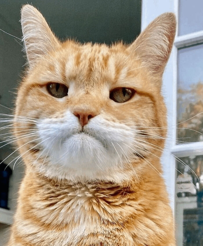 close-up view of the cat's face