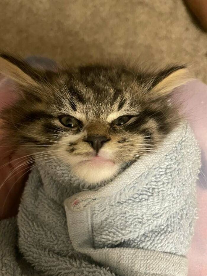 a kitten scrolled in a towel