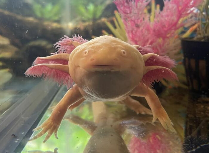 Hey Guys, I Got An Axolotl Like 1 Month Ago And Im Just Wondering Why He Is So Ugly. 