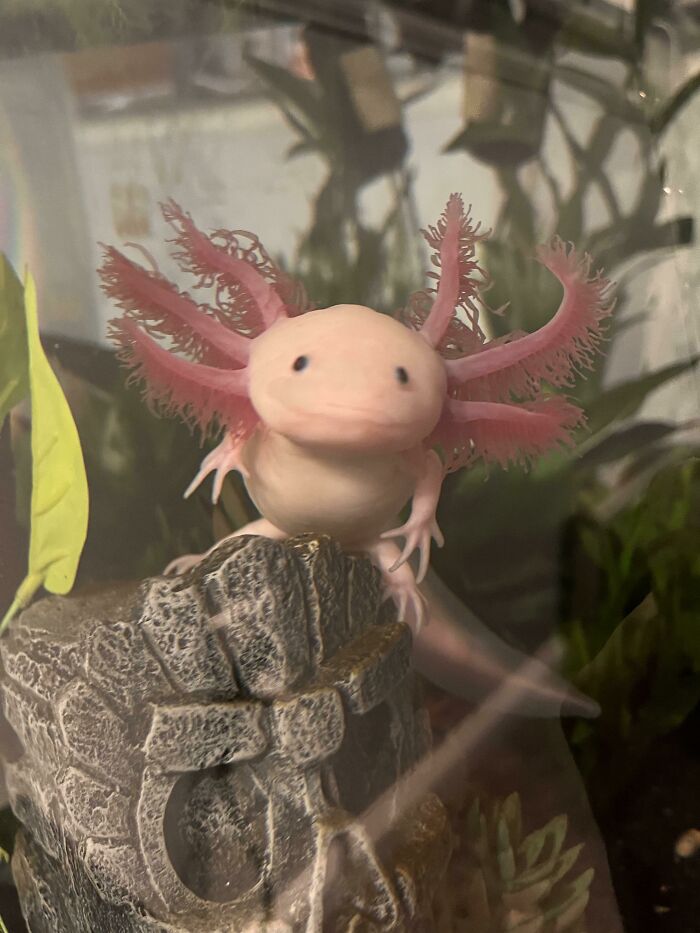 Cute axolotl with pink gills resting on a decorative stone in an aquarium.