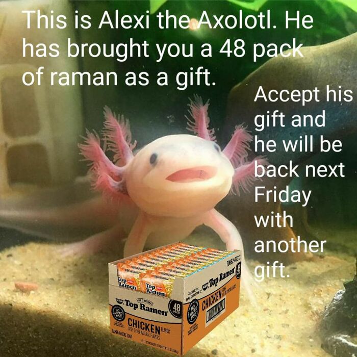 Cute axolotl next to a pack of ramen, offering it as a gift.
