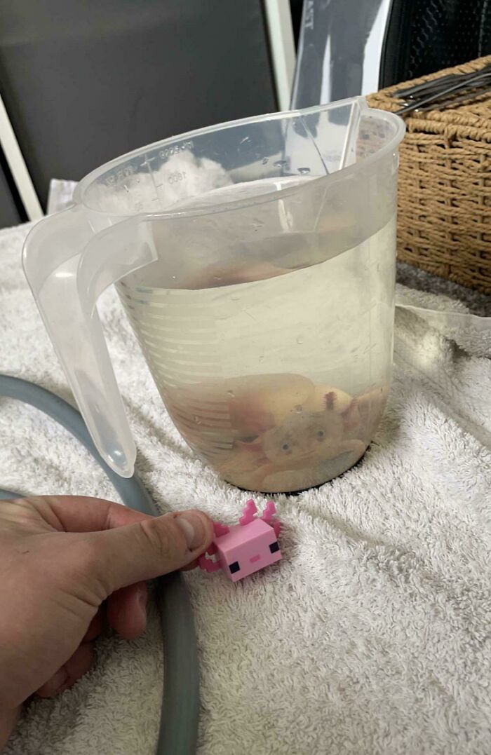 Axolotl in a water-filled pitcher beside a small pink toy axolotl on a towel.