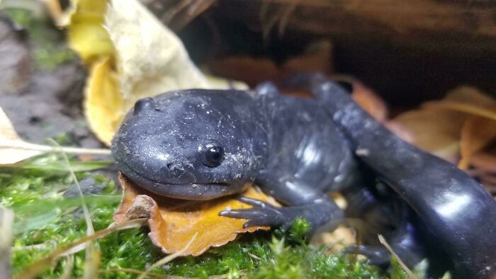 Cute axolotl resting on autumn leaves and moss, showcasing its unique amphibian features.